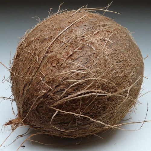 coconut